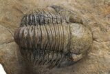 Pustulous Morocops Spinifer Trilobite With Two Gerastos #230505-9